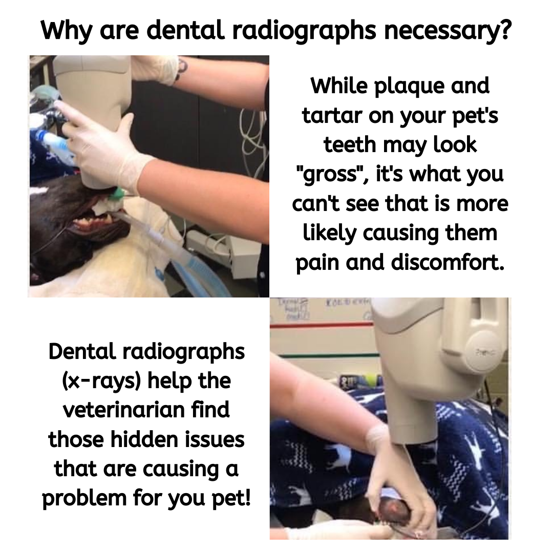Why Dental Radiographs are Necessary infographic