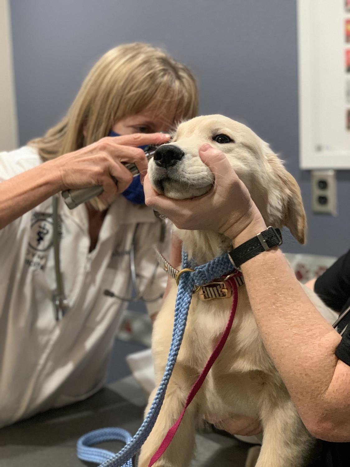 Doctor examining a dog