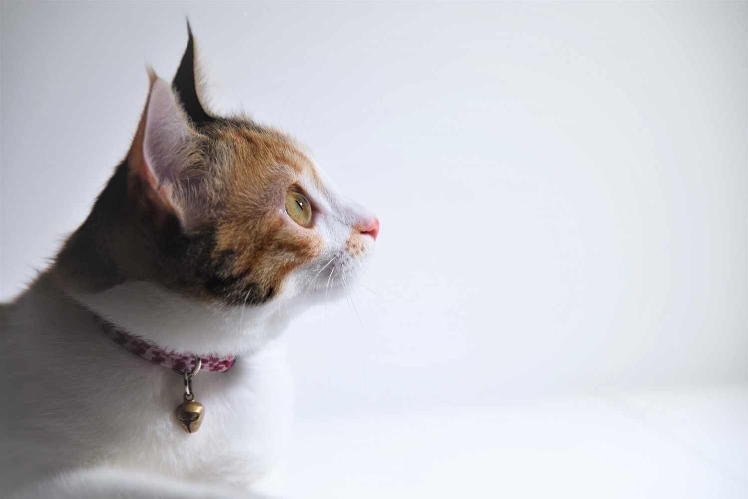 Kitten with red and white collar