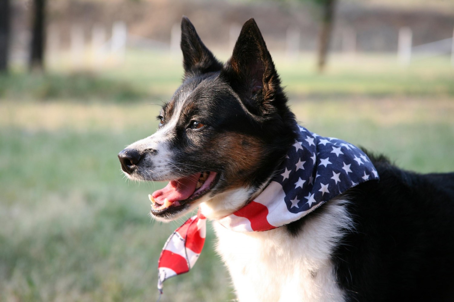 Dog wearing a USA Flag Bandana
