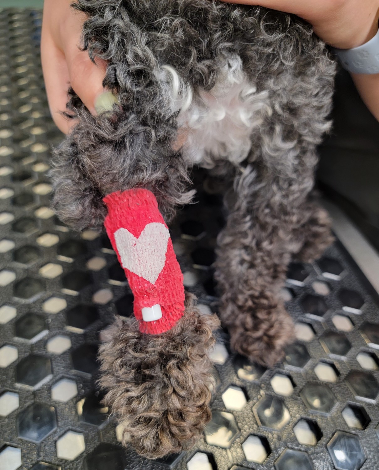 Bandaged paw